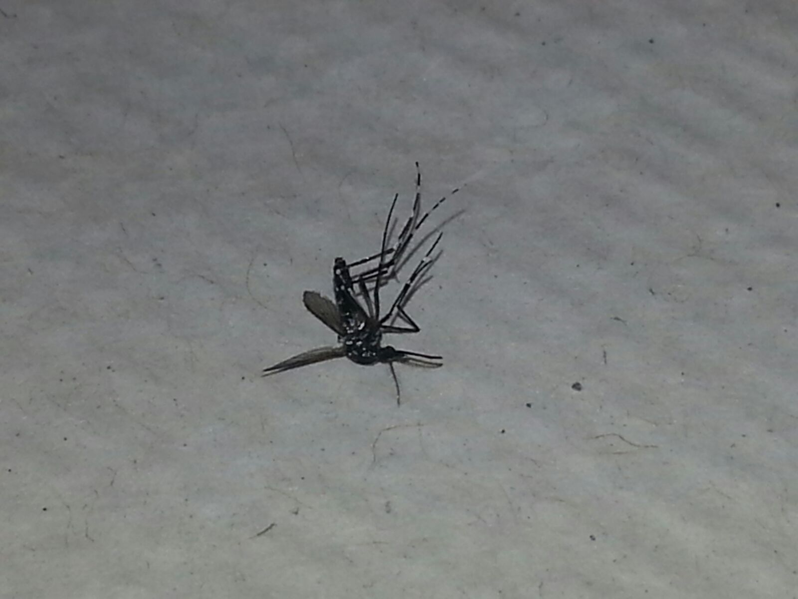 Aedes albopictus